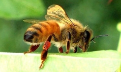 養蜂知識大放送