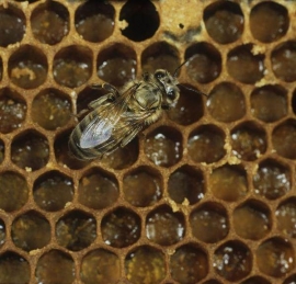 蜜蜂養殖技術 養蜂專業基礎知識