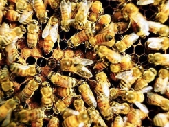 養蜂小常識