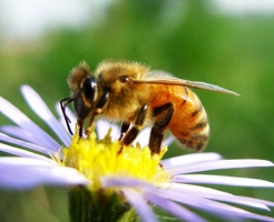 蜜蜂分類
