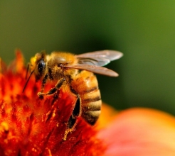 蜜蜂社會性