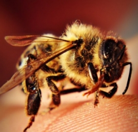 蜜蜂具體分工-工蜂