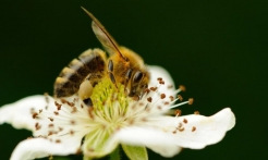 蜂蜜容易變質么？這些是你應該了解的